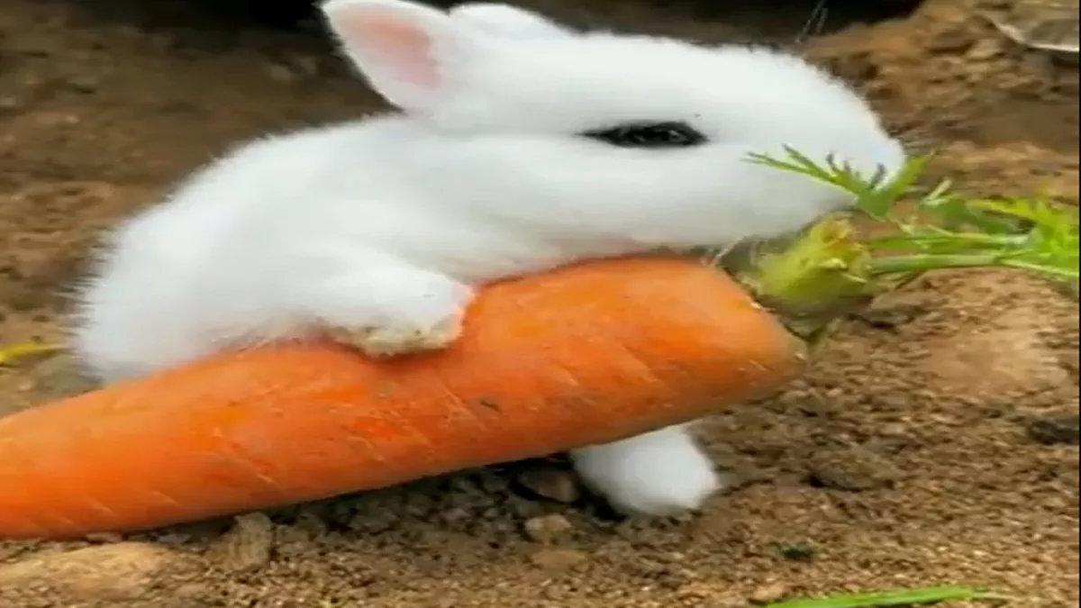 Viral Video: खरगोश के जीने का तरीका देख इंटरनेट पर लोगों ने कहा- वाह! लाइफ हो तो ऐसी'