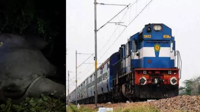 देहरादून-हरिद्वार रेलखंड पर ट्रेन की चपेट में आने से एक नर हाथी की हुई मौत