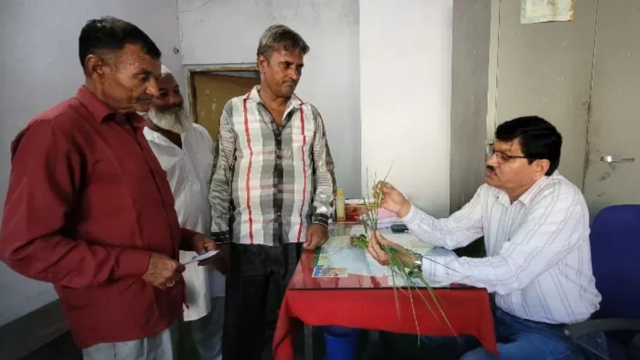 धान के पौधे को लेकर कृषि कार्यालय पहुंचे किसान