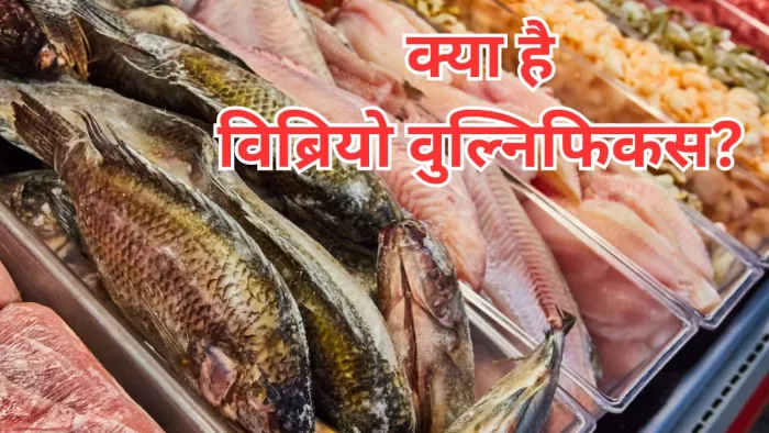 जानें क्या है विब्रियो वुल्निफिकस और इसके लक्षण