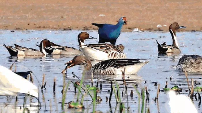 गोगाबील झील में भोजन की तलाश करते प्रवासी पक्षियों का झुंड।