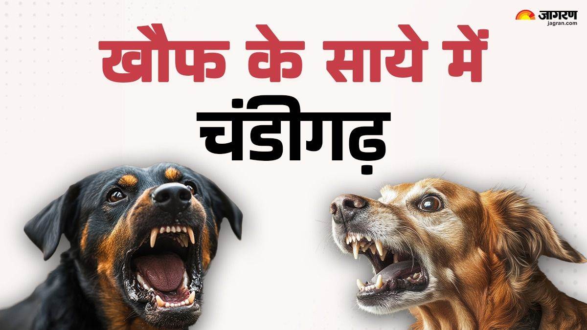 https://www.jagranimages.com/images/newimg/19092025/19_09_2025-chandigarh_dogs__24052371.jpg