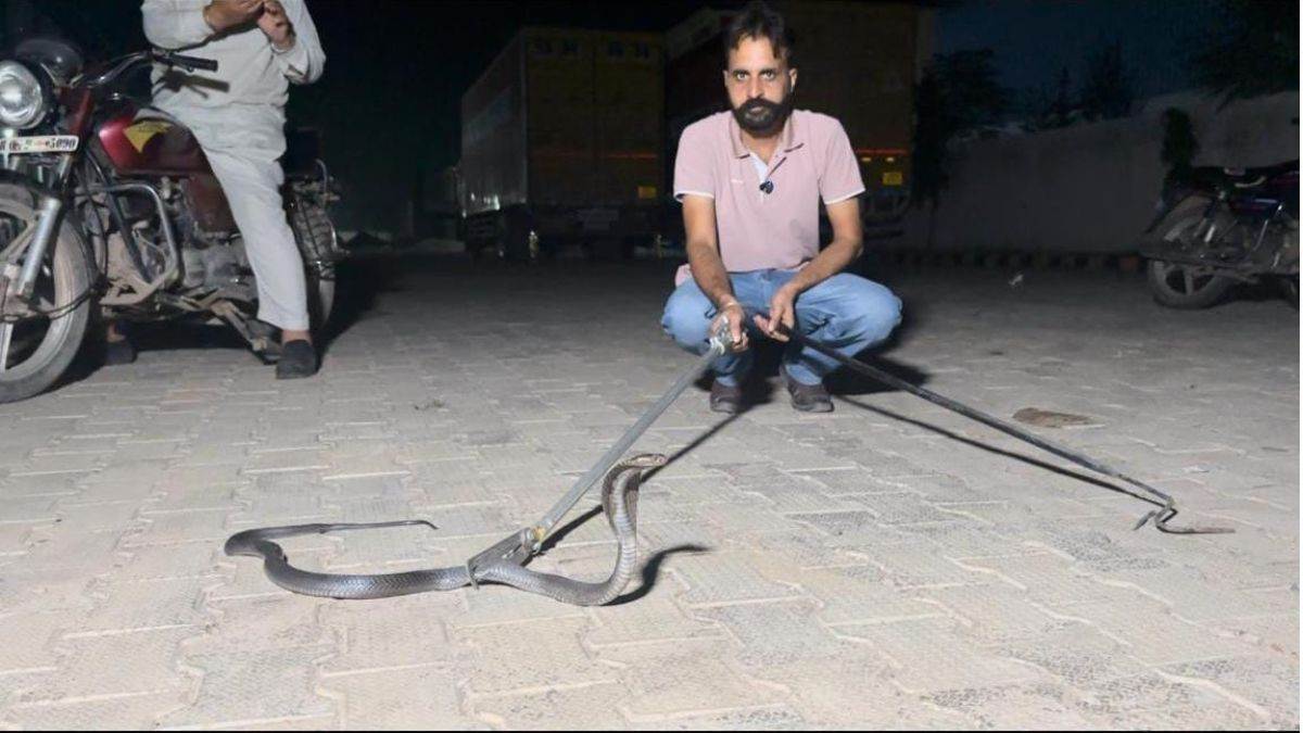 https://www.jagranimages.com/images/newimg/19092025/19_09_2025-cobra__24052891.jpg