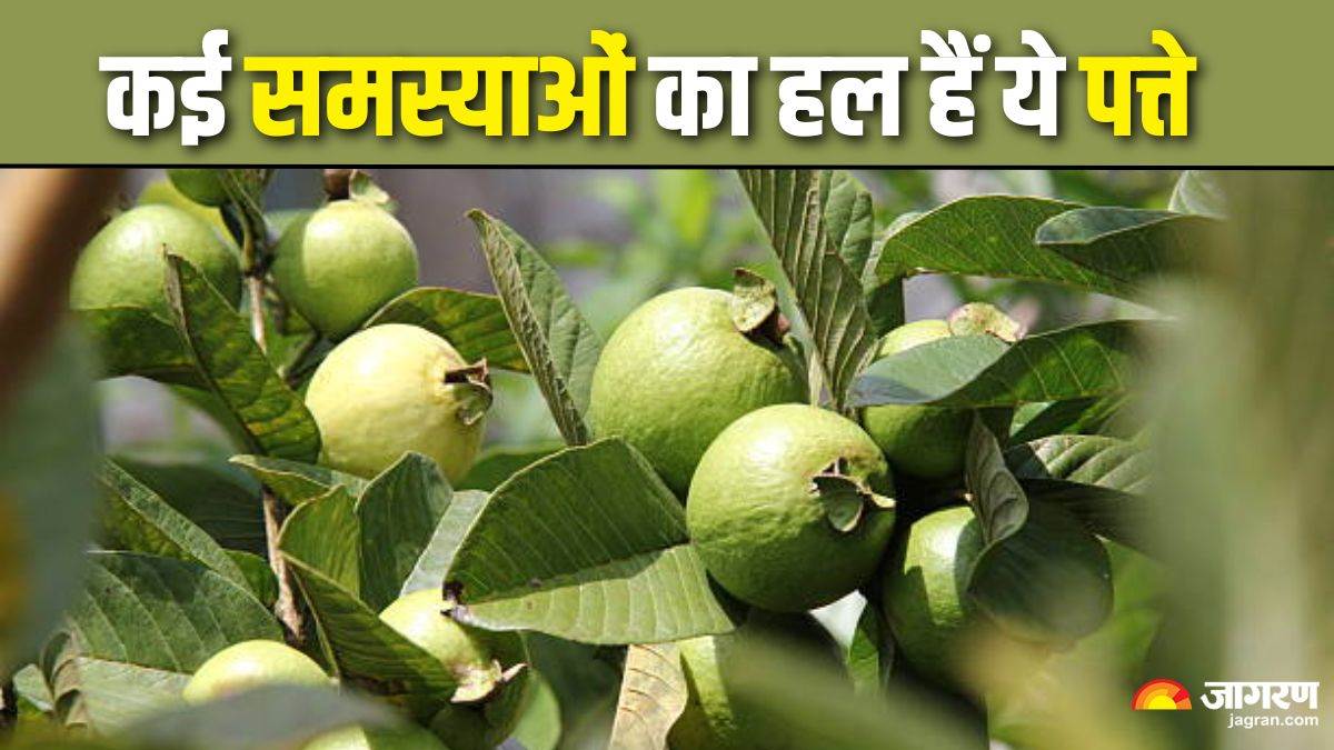 chewing these guava leaves on an empty stomach for this 5 amazing health benefits