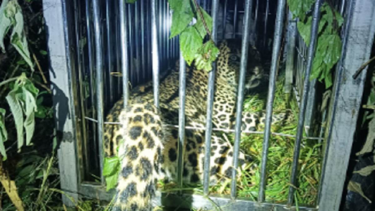 https://www.jagranimages.com/images/newimg/19092025/19_09_2025-leopard_24052539.jpg
