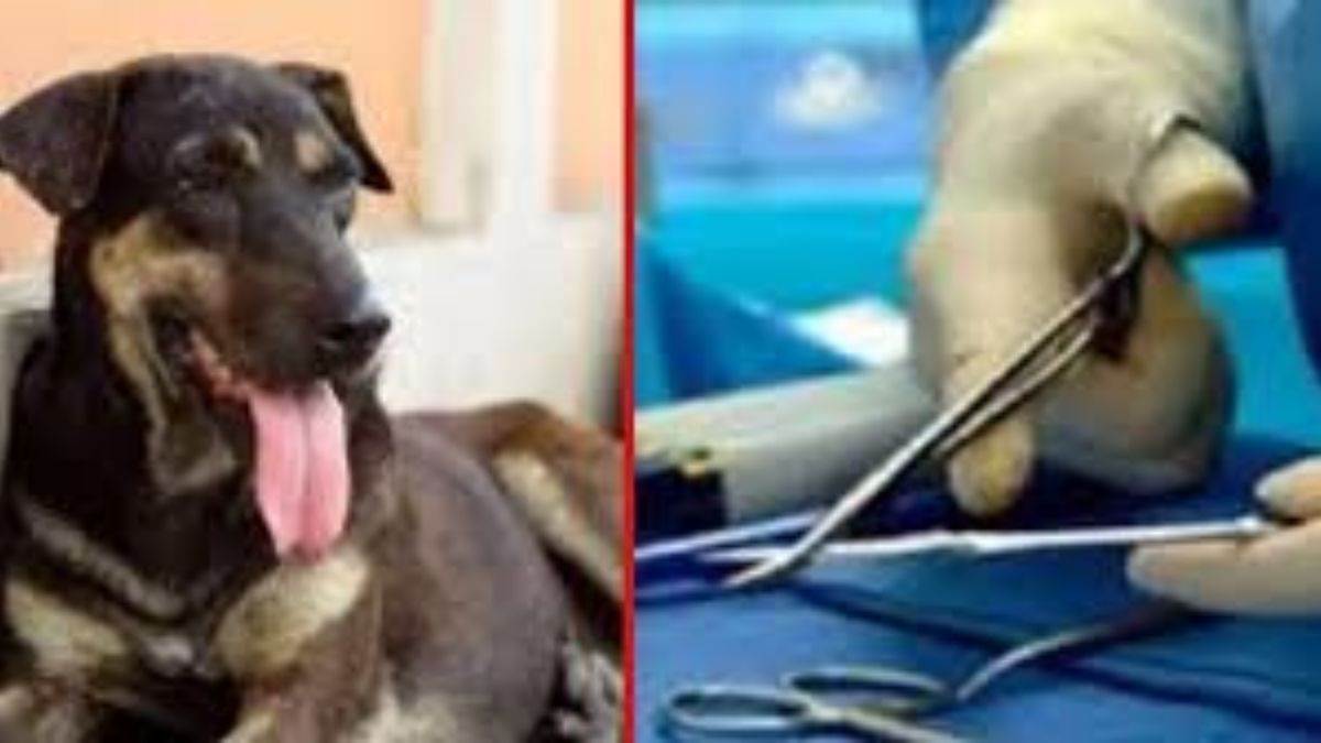 https://www.jagranimages.com/images/newimg/19092025/19_09_2025-sterilization_of_dogs_24053222.jpg
