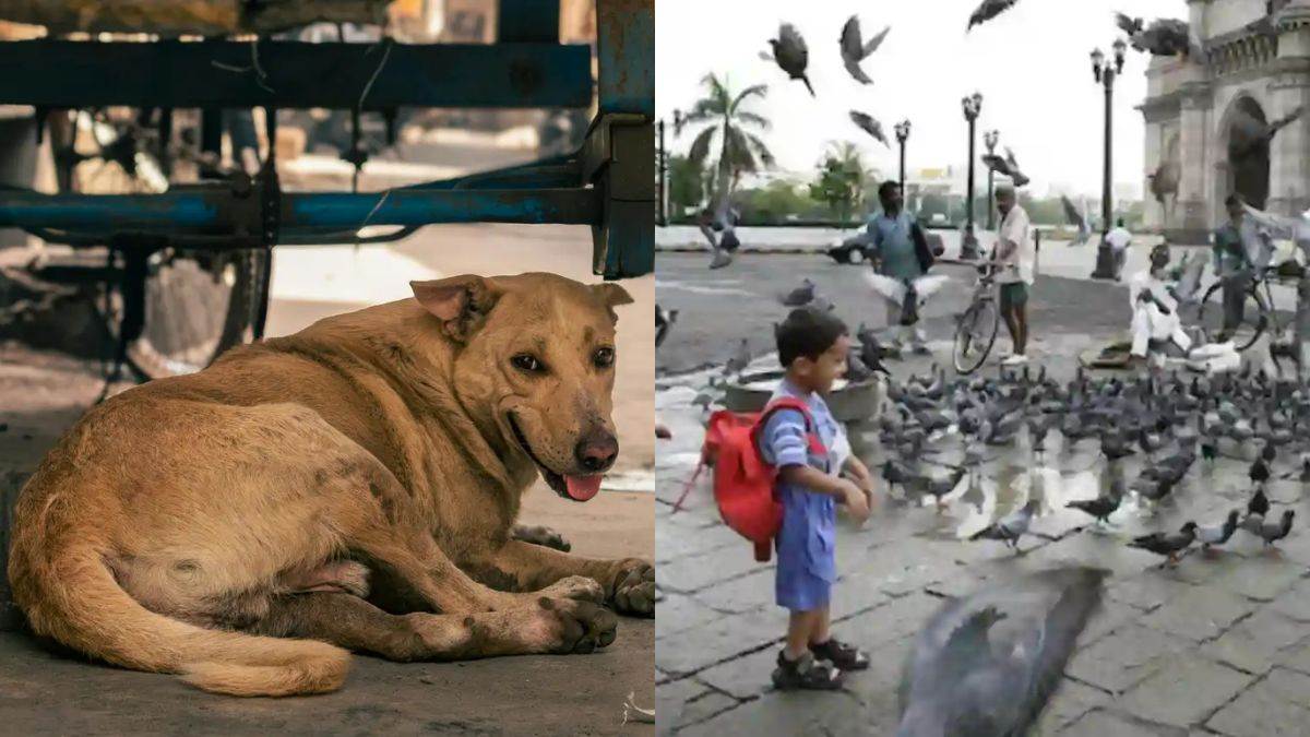 https://www.jagranimages.com/images/newimg/19092025/19_09_2025-stray-animal_24052370_105711789.jpg