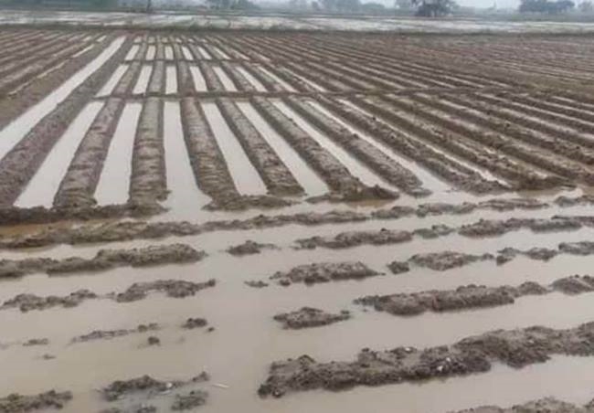 बारिश से खेतों में भरा पानी, फसल प्रभावित