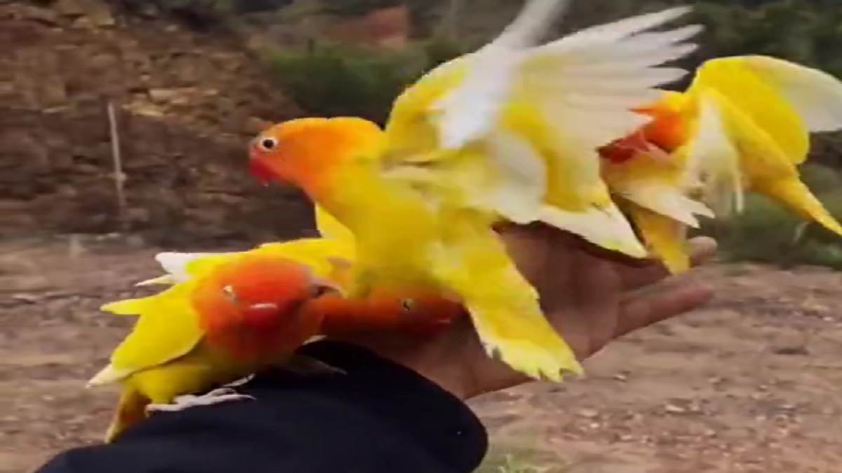 https://www.jagranimages.com/images/newimg/19102022/19_10_2022-birds_viral_video_23150804.jpg