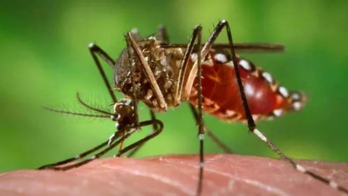 Dengue in Uttarakhand : इस साल मिले डेंगू के 1718 मामले। फाइल फोटो