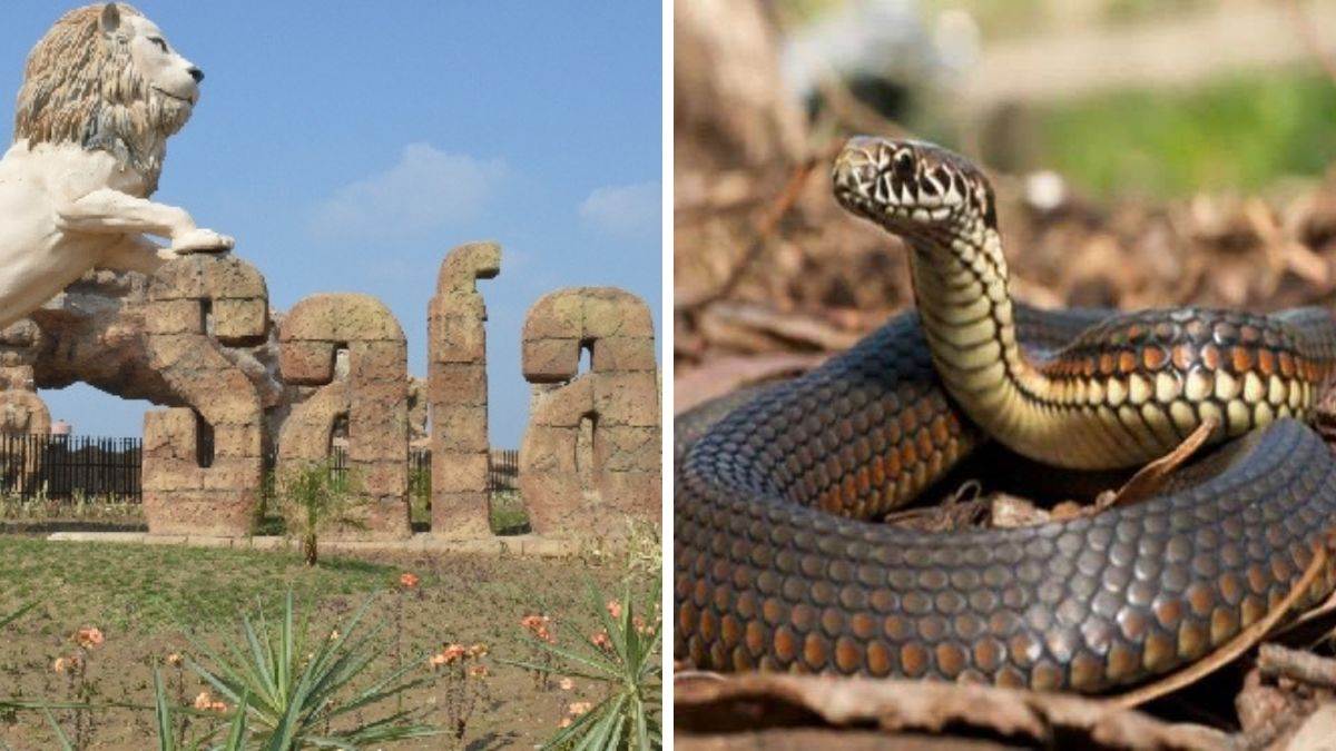 https://www.jagranimages.com/images/newimg/19102022/19_10_2022-etawah_snake_safari_23150521.jpg