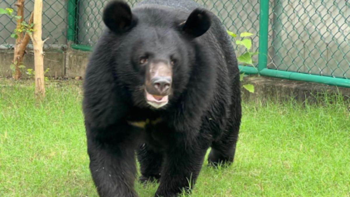 himalayan black bear released from night cell in gorakhpur zoo