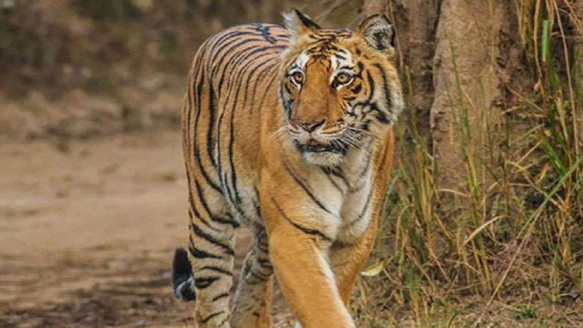 now the movement of the new tiger again made the villagers sleep