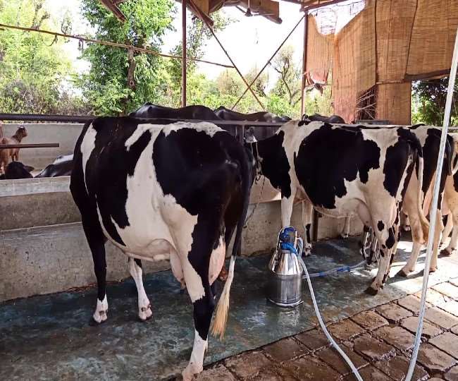 Dairy Products In Jammu : दुग्ध उत्पादन को बढ़ाने के लिए कठुआ जिले में 114  डेयरी यूनिटों को मंजूरी - Animal Husbandry Department gave approval of 114  dairy units in Kathua district
