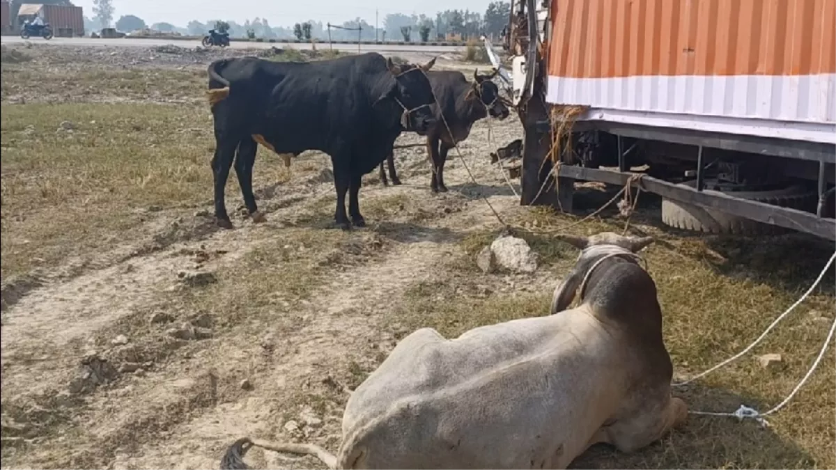 Fatehpur News: गोवंशीय से भरा कंटेनर ट्रक से टकराया, धरे गए दो तस्कर, 15 मवेशी मृत, 16 जिंदा हालत में मिले