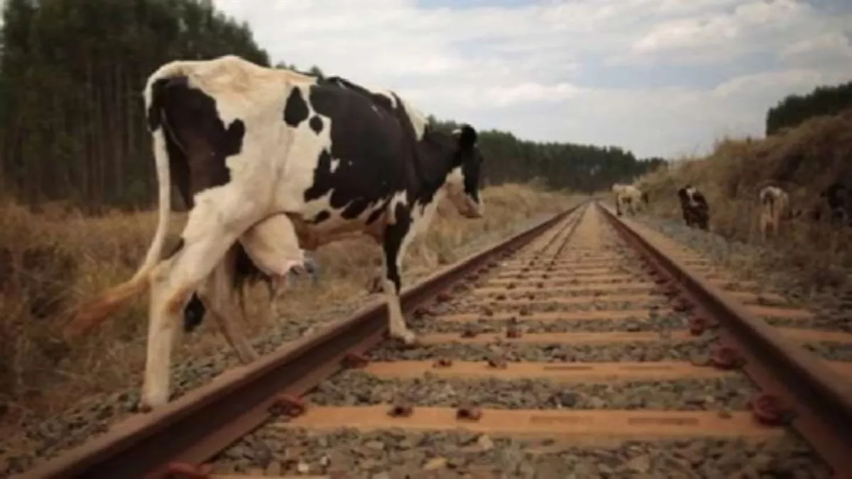 Cattle Run Over: रेल पटरियों पर मवेशी हादसे के आंकड़े चौंकाने वाले हैं..., NCR में हर दिन टकरा रहे 21 जानवर