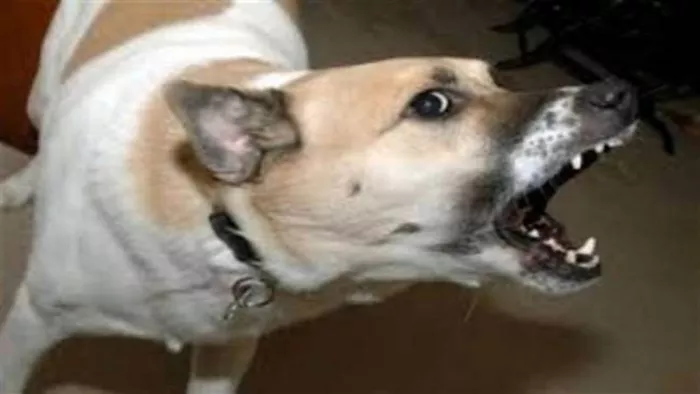 Noida Dog Policy: प्राधिकरण ओएसडी इंदू प्रकाश सिंह ने बताया कि डाग पालिसी में होगा बदलाव होगा।