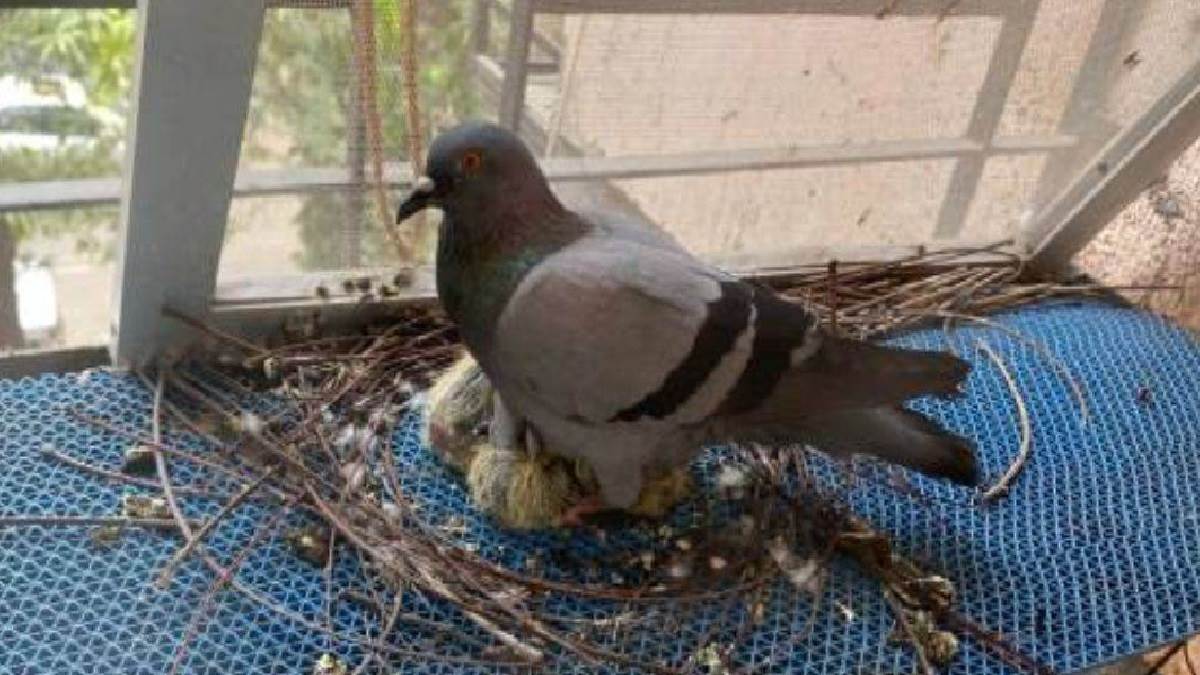 be careful if pigeons sit on window may cause respiratory diseases mbbs doctor told this reason