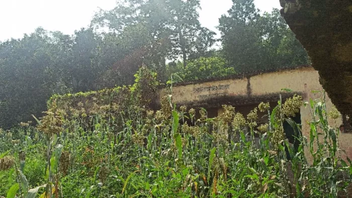 पहले शिक्षा के नाम पर लाखों रुपये खर्च अब पशु बांधने के काम आ रहे हैं भवन