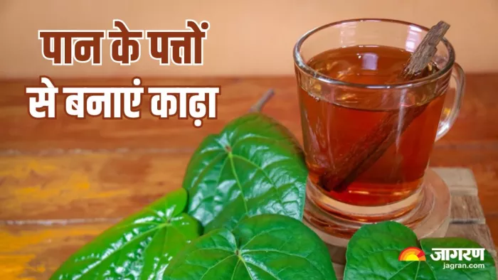 कई बीमारियों का इलाज घर पर ही कर देगा पान के पत्तों का काढ़ा! (Image Source: Freepik)