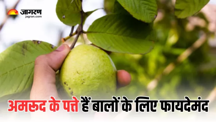 हेल्दी बालों का राज छिपा है अमरूद के पत्तों में (Picture Courtesy: Freepik)
