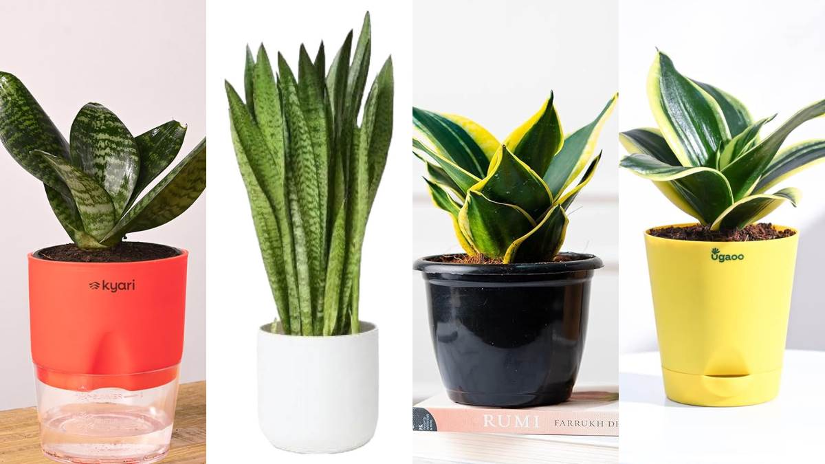 https://www.jagranimages.com/images/newimg/19112024/19_11_2024-snakeplants_23833734.jpg