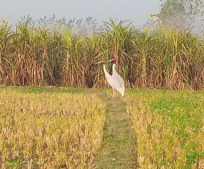 good sign state bird crane appeared in muzaffarnagar sighted after so many years