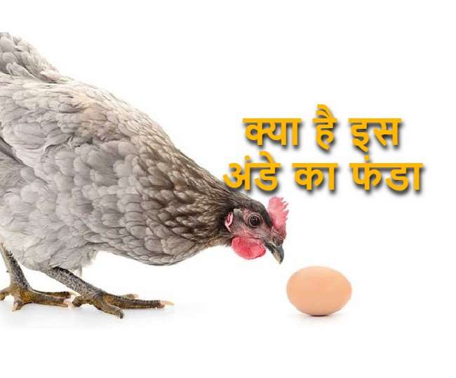 आओ बताएं, तुम्हें अंडे का फंडा: बिहार के किशनगंज में 11 सौ रुपये में मुर्गी का एक अंडा, पढ़ें पूरी खबर - amazing egg: A chicken egg for 11 hundred rupees in आओ बताएं, तुम्हें अंडे का फंडा: बिहार के किशनगंज में 11 सौ रुपये में मुर्गी का एक अंडा, पढ़ें पूरी खबर - amazing egg: A chicken egg for 11 hundred rupees in
