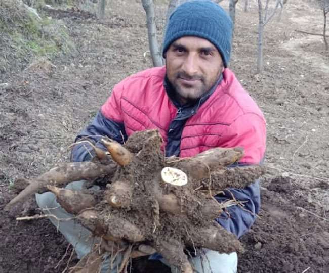 young man successfully experimented cultivation of ground apple