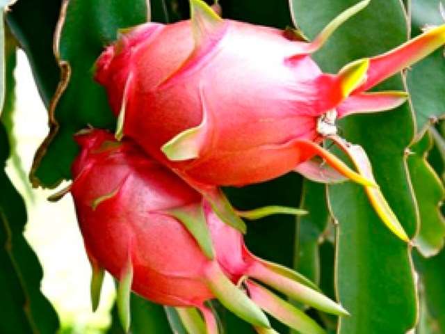 Dragon Fruit Farming
