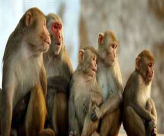 रामनगरी की पहचान माने जाने वाले बंदर यहां दर-दर की ठोकरें खाने को मजबूर हैं