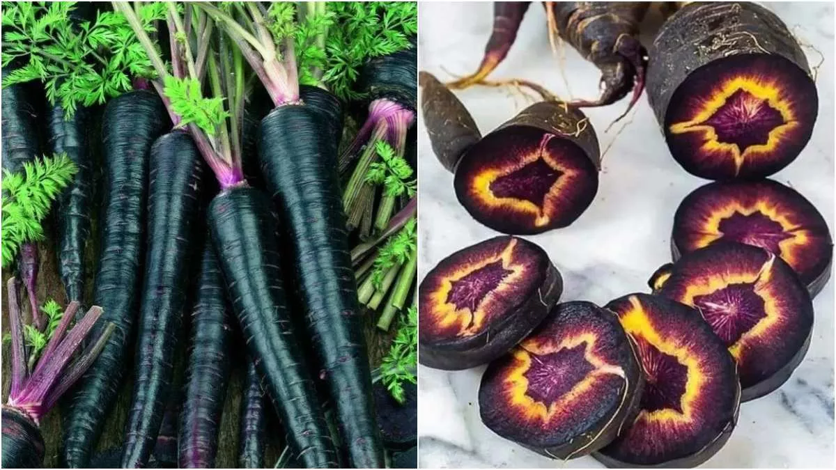 Black Carrot Benefits: लाल से कहीं ज़्यादा फायदेमंद है काली गाजर, बाज़ार में दिख रही है तो ज़रूर ले आएं घर