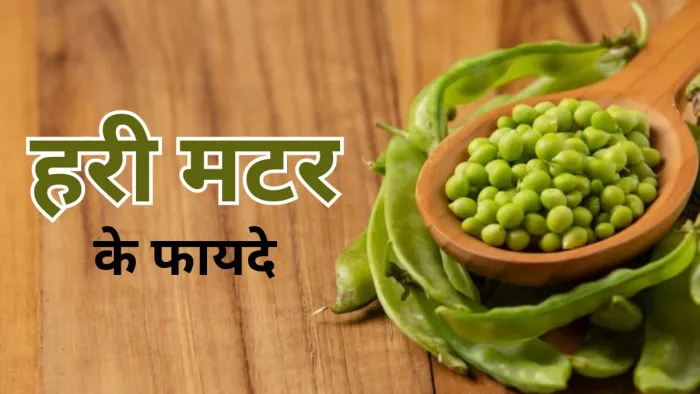 हरी मटर को अपनी डाइट में शामिल करने के हैं कई फायदे