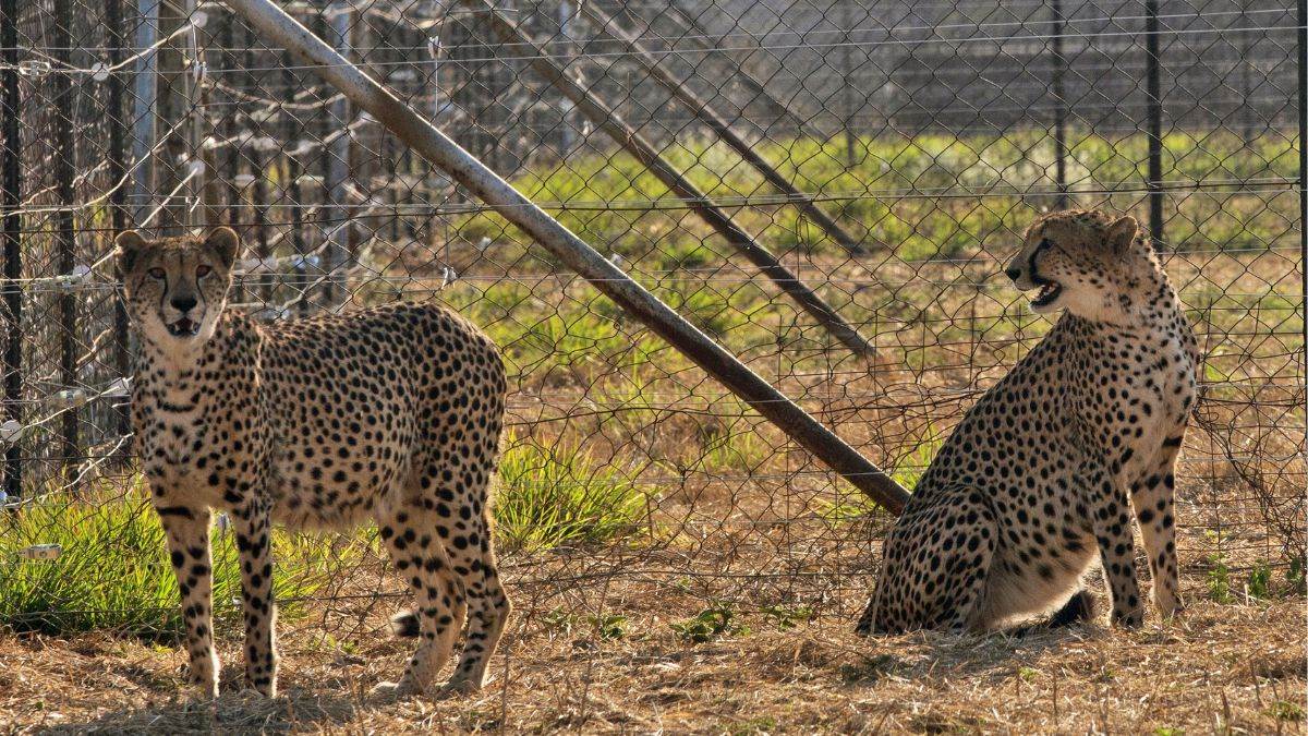 trained staff of kuno demand before arrival of cheetah in gandhi sagar sanctuary