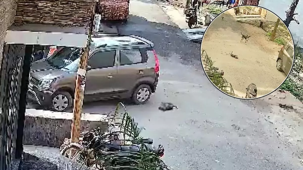 यूपी में रिटायर्ड पुलिसकर्मी ने सड़क पर सो रहे पपी को कार से कई बार कुचला... दिल दहला देगा घटना का वीडियो