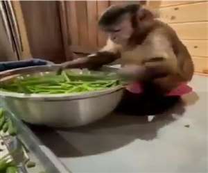 वीडियो देख ऐसा प्रतीत होता है कि बंदर पूरी तरह से प्रोफेशनल है।