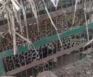Uttarakhand News: जस्सावाला गांव में लगाए पिंजरे में कैद हुआ गुलदार।