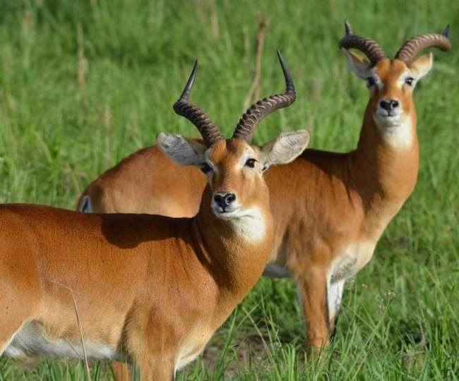 25 से 30 हजार रुपए प्रतिग्राम है कस्तूरी, उत्तराखंड के राज्य पशु पर मंडरा  रहा शिकारियों का खतरा - musk deer Due to expensive musk hunters hunt the state  animal of Uttarakhand ...