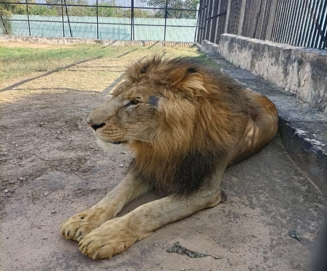 भिवानी के चिड़ियाघर में शिवा शेर की शेरनियों से हुई दोस्ती, अब लगने लगा
