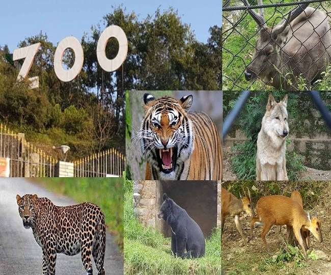Nainital Zoo : बंगाल टाइगर सहित अन्य जीवों को आप भी ले सकते हैं गोद, यह है  पूरी प्रक्रिया - You can also adopt the wildlife of Nainital Zoo know the  whole process