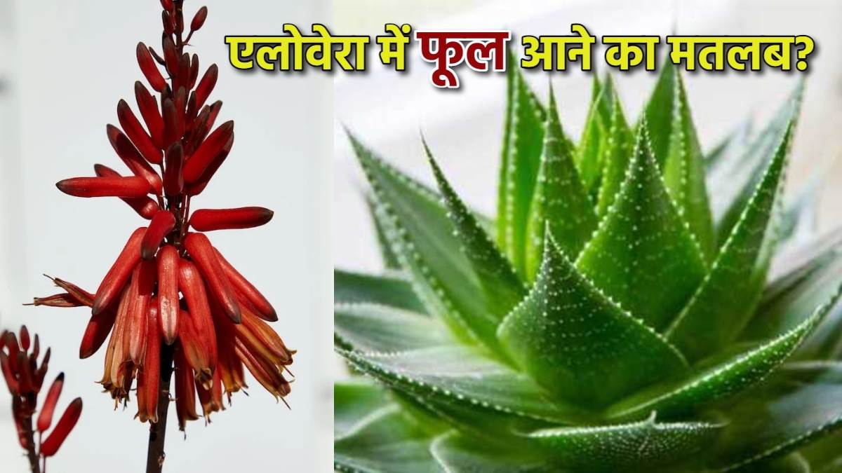 https://www.jagranimages.com/images/newimg/20022024/20_02_2024-aloe_vera_flower_23657064.jpg