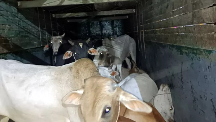 Cow Smuggling: गो-तस्करी को लेकर चौंकाने वाले खुलासे...
