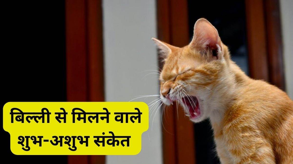 https://www.jagranimages.com/images/newimg/20022024/20_02_2024-crying_cat_means_23657109.jpg