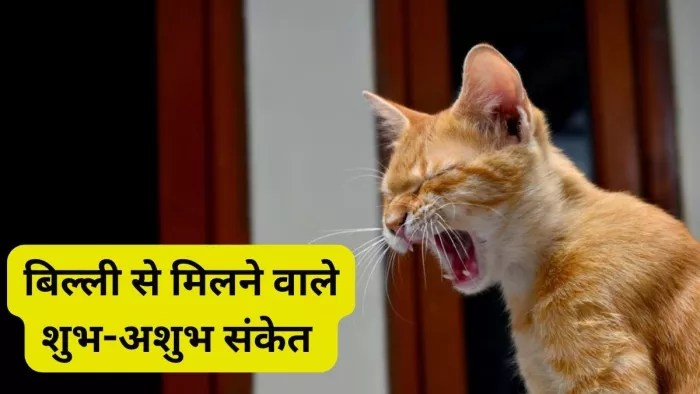 Crying Cat Means: बिल्ली का रोना शुभ होता है या अशुभ? मिलते हैं ये संकेत