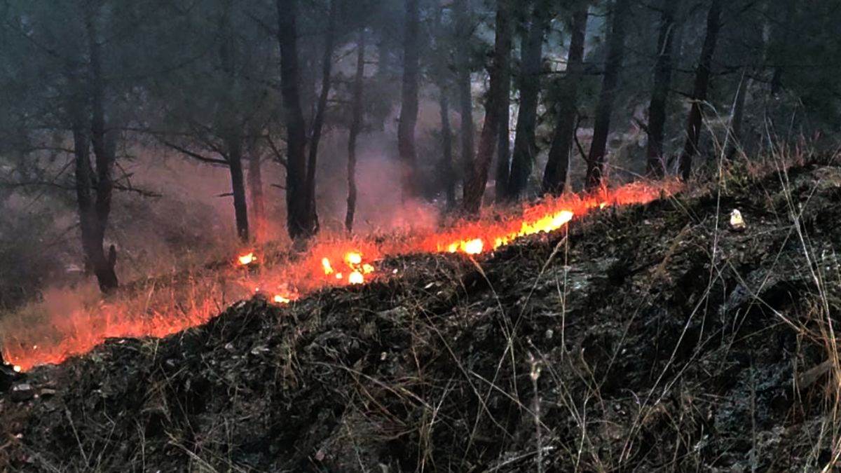 https://www.jagranimages.com/images/newimg/20022024/20_02_2024-forest_fire_23657281.jpg