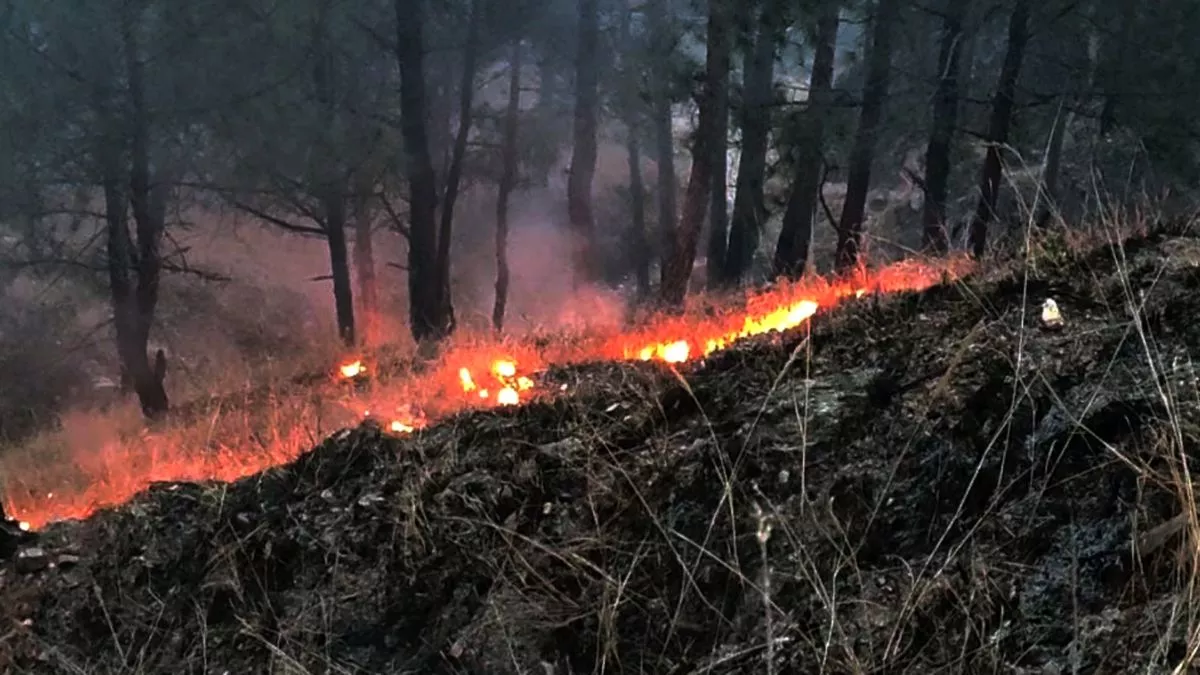 उत्तराखंड में थम नहीं रही जंगलों की आग, अब बागेश्वर में उठा धुआं; ग्रामीणों ने दी उग्र आंदोलन की चेतावनी