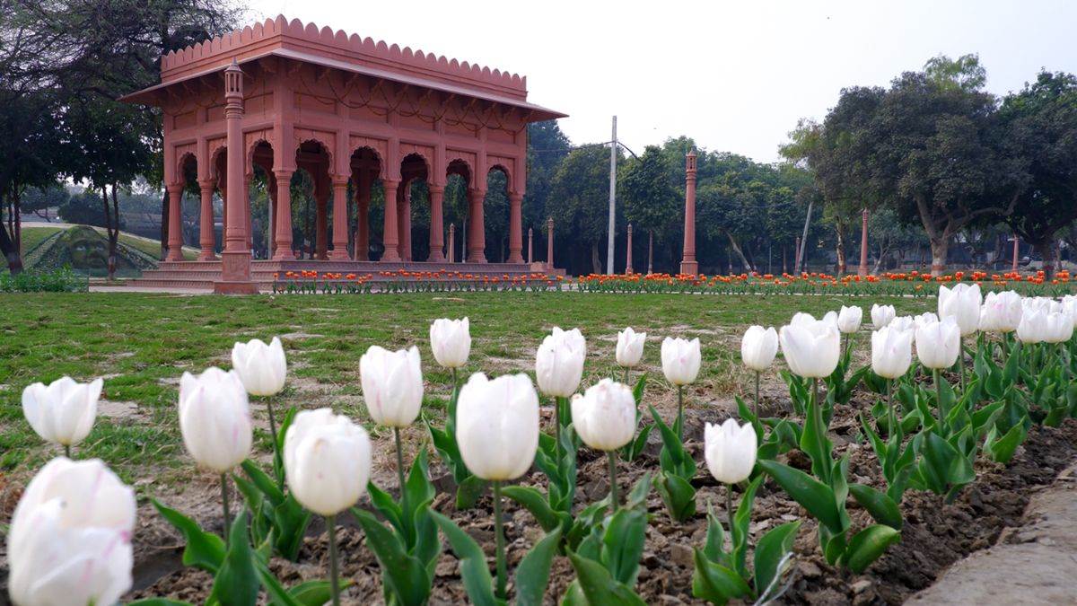 https://www.jagranimages.com/images/newimg/20022024/20_02_2024-tulip_23657003.jpg
