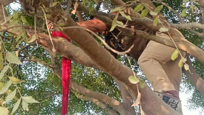 पेड़ में लटके प्रेमी-प्रेमिका के शव को निकाले का प्रयास करता पुलिस कर्मी। जागरण
