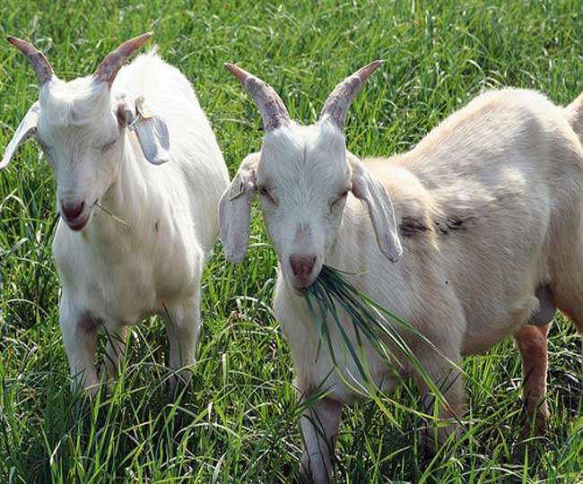 goats will also be artificial insemination in haryana