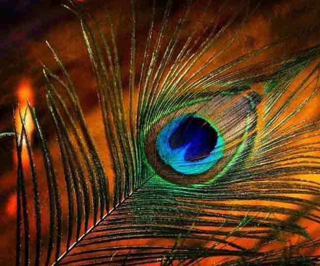 Mor Pankh Vastu Tips: घर में मोर पंख लगाने के क्या होते हैं फायदे, जानें  यहां